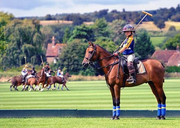 A Caspian at Cowdray Park Polo Club's Ambersham Grounds