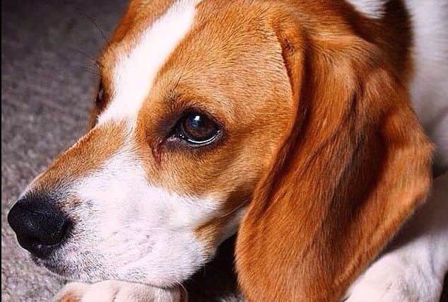 Beagle puppy Archie has helped Anastasia through