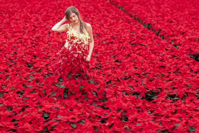 The living poinsettia dress created by floral stylists, Okishima & Simmonds at Hill Brothers Nursery in Chichester, Picture by Julian Winslow for Stars for Europe SUS-151214-143525001