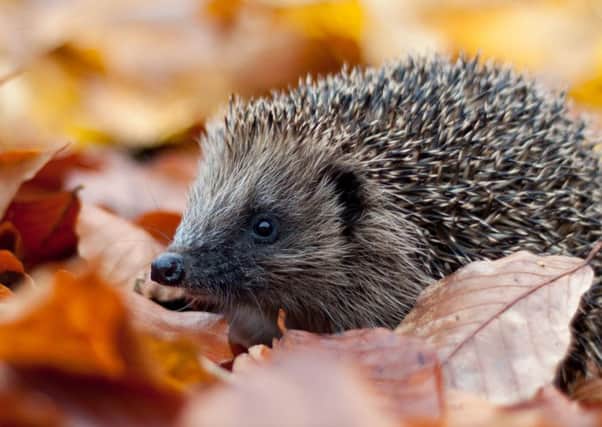 jpns-09-11-15-015 all runs comm Hedgehog pic 2

Hedgehog in autumn leaves.
Picture: Tom Marshall PPP-150611-110415001