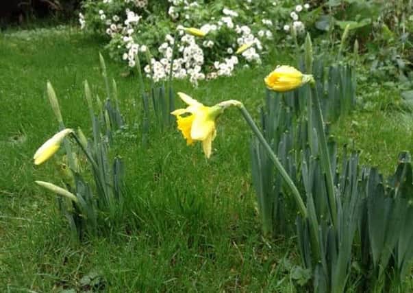 Daffodils have made an out of season appearance in Sussex