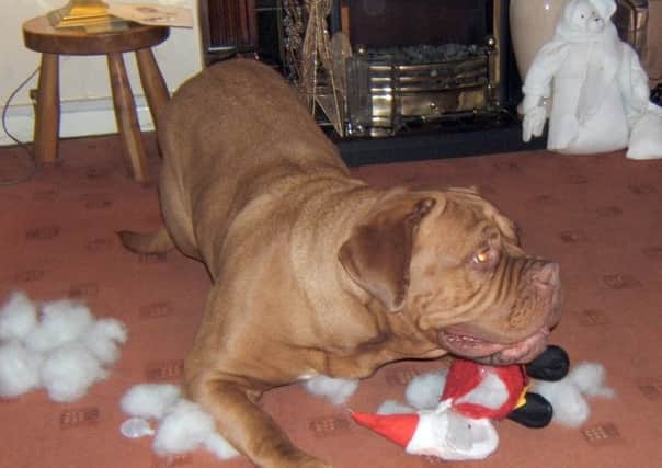 One Christmas Day 2010

Please find attached photo of Milie, my daughter and son-in laws dog,  with her Christmas present that lasted exactly 5 minutes.
 
Mrs A Hinkley
12, Fieldmore Road
Gosport
Tel: 07887515075 ENGPPP00120101229083636