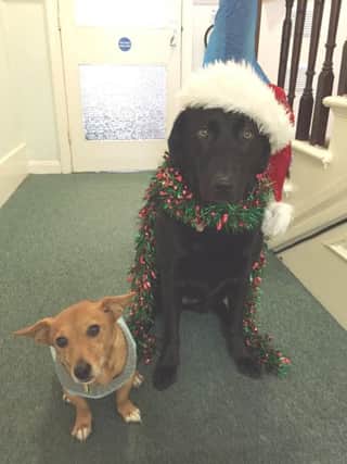 Pets Eddy and Isla get ready for Christmas