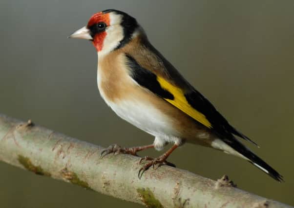 Song historians believe that gold rings was originally sung as goldspinks, an old English word for goldfinches