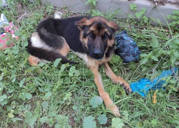 Jako was rescued in Tunisia before he was fostered by Carol from Battle SUS-151230-093812001
