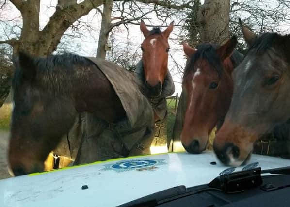 Horses rounded up by police at Sayers Common SUS-151231-112016001