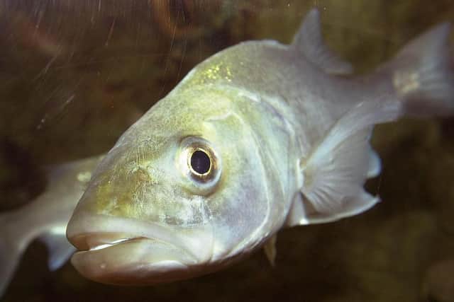 The quota imposes a six month moratorium on sea bass fishing (photo by: Malcom Wells)