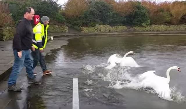 Swans released after traffic hold-up SUS-160501-141557001