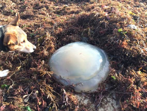 Barrell jellyfish washed up on the beach at Littlehampton