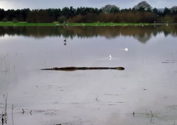 Has the Loch Ness Monster comes to Sussex? SUS-160701-115725001