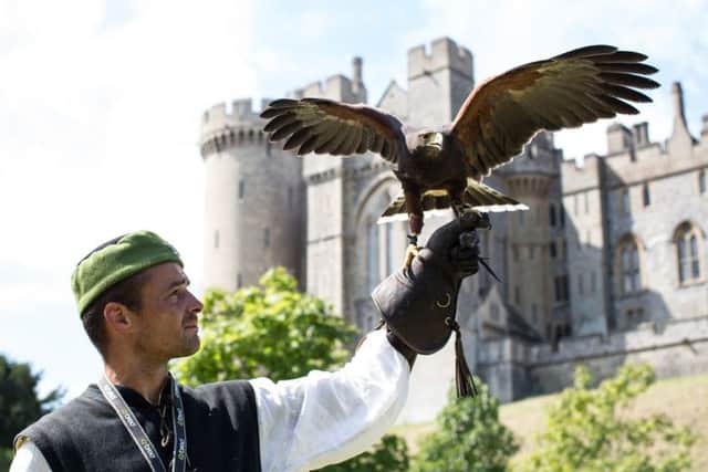 Demonstrations of majestic falconry