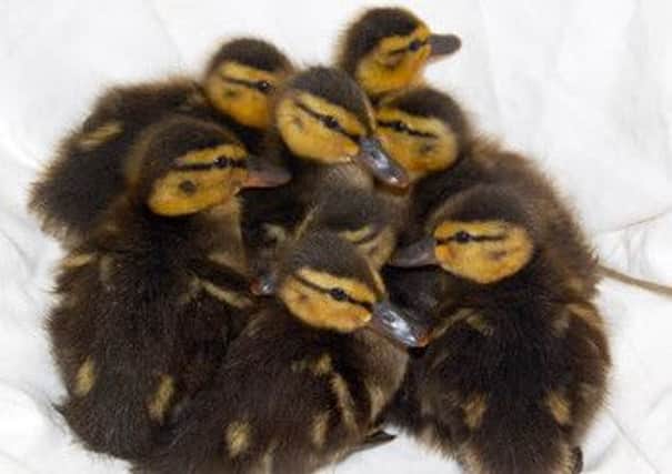 Eight tiny ducklings were picked up in Emsworth, Hampshire, having hatched some four months earlier than expected