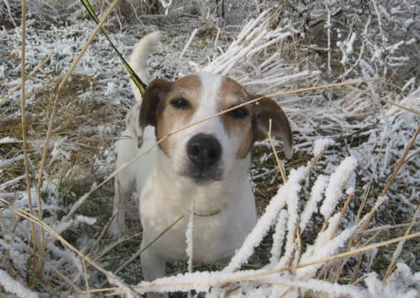 Pet owners urged to consider the health of their dogs and cats this winter ENGSUS00120131102102639