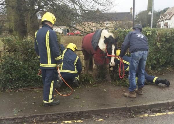 Harry the horse who was left stranded after trying to cross railings