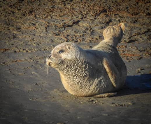 This is the first seal recorded in Sussex so far this year