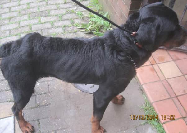 Kaiser, a Rottweiler, was found starved