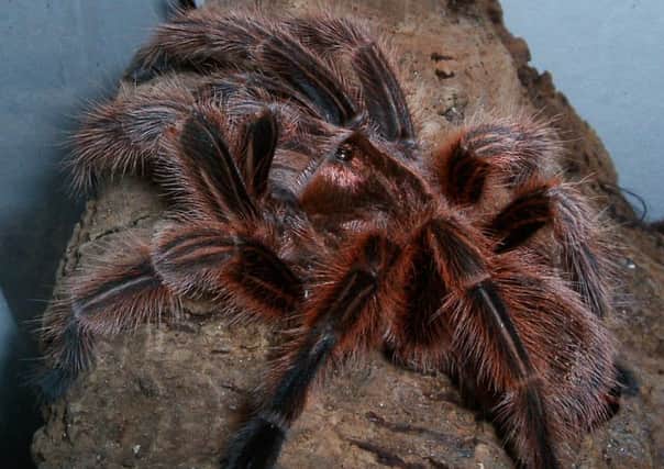 Snape the Chilean Rose tarantula was named to honour Alan Rickman who died last week. Photo courtesy of Blue Reef