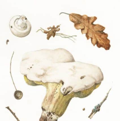 Sue Hannell  Fungi Study