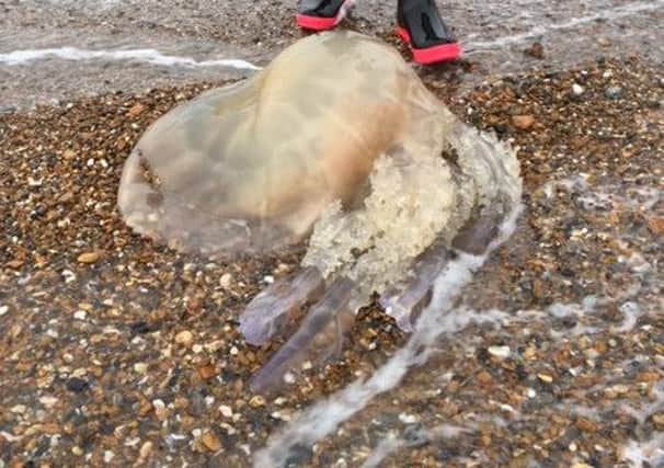 David Ellis spotted this barrel jellyfish
