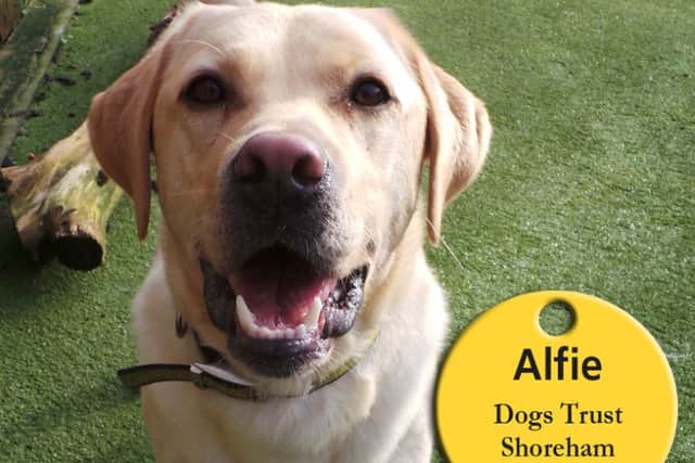Alfie loves to play, so would benefit from living with another dog