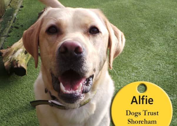 Alfie loves to play, so would benefit from living with another dog