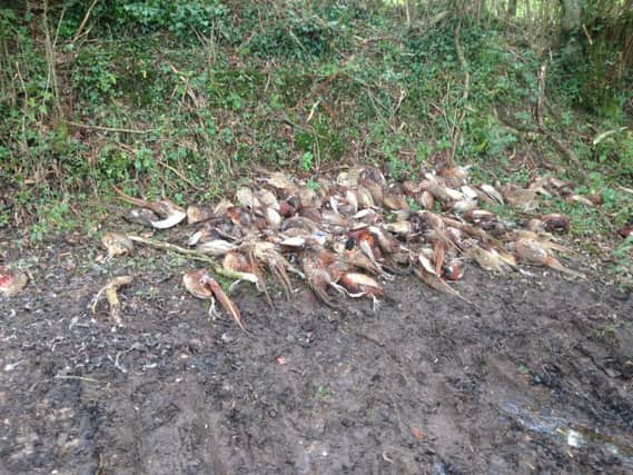 The pile of rotting pheasants was dumped near a public footpath in Ashburnham SUS-160302-163256001