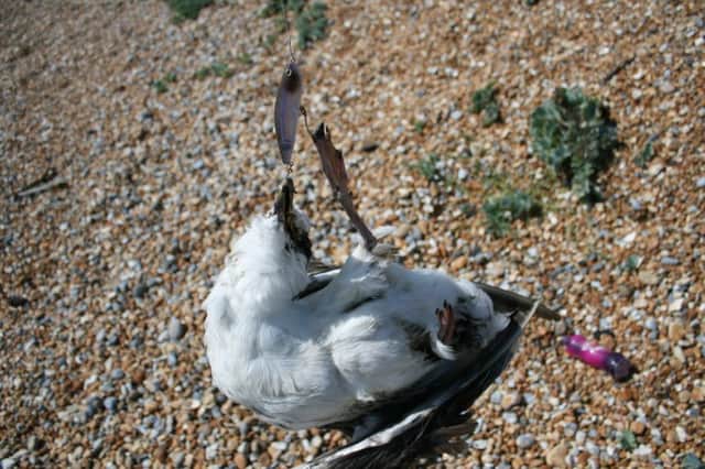 This gull died after a fishing hook became embedded in his beak and foot. Picture by Tony Welwig SUS-160302-103224001