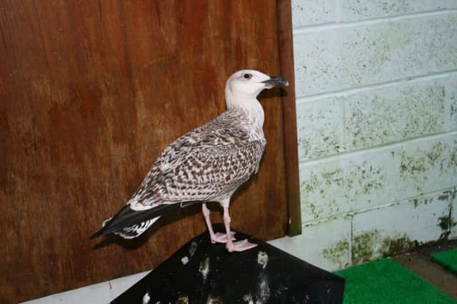 Lucky the gull was rescued following an incident with a fishing hook at  Winchelsea Beach in Rye Harbour Nature Reserve. Picture by Tony Welwig SUS-160302-102917001
