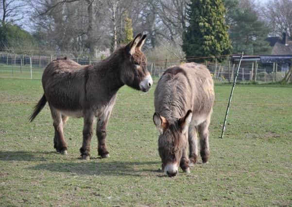 The Donkey Sanctuary is looking for collection tin co-ordinators