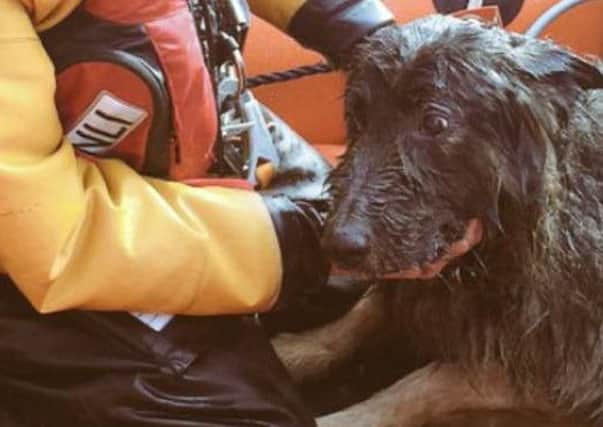 Storm the dog after being pulled from the sea. Photo courtesy of RNLI. SUS-160402-174450001