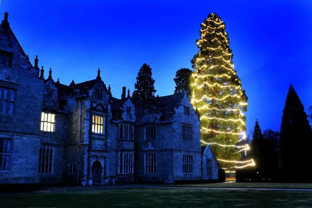 UK's tallest Christmas tree at Wakehurst Place Ardingly, Pic Steve Robards SR1526226 SUS-151121-132138001