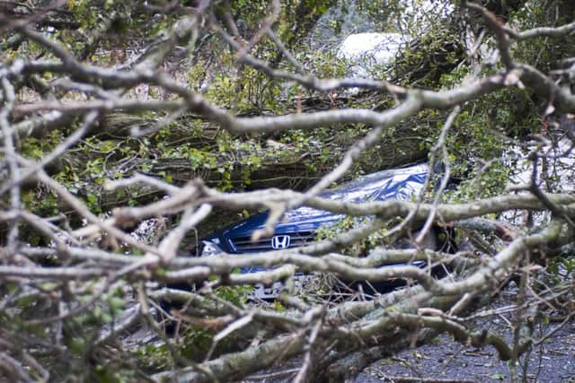 Tree comes down on car travelling down the A21 near Sedlescombe. Photo by Frank Copper.