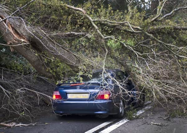 Tree comes down on car travelling down the A21 near Sedlescombe. Photo by Frank Copper.