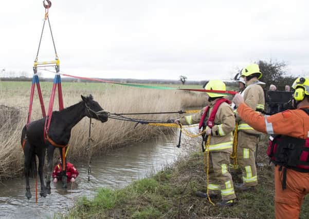 Horse rescued from ditch in Wick           Photo: Eddie Mitchell
