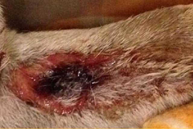 How a sore caused by Alabama Rot can look (file picture)