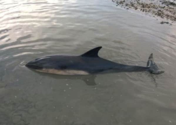 A picture of the dolphin, tweeted by Richard Austin, AONB Manager at Chichester Harbour Conservancy