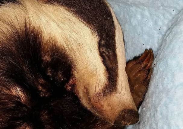 Sleeping Road Casualty Badger from Hastings SUS-160215-102602001