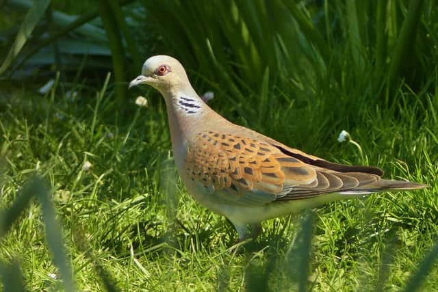 A turtle dove spotted at Buddens Green. Photo by Allan Roffey