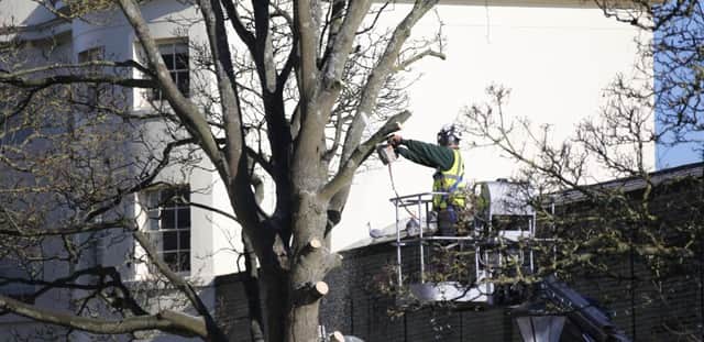 LIVERPOOL GARDENS TREE COMING DOWN. Photo by Eddie Mitchell 07771605974. SUS-160216-142726001