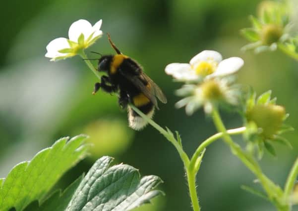 A bumble bee pollinating strawberry flowers
