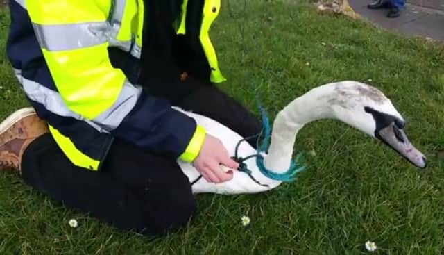Eastbourne wildlife rescue of swan caught in rope SUS-160223-153741001