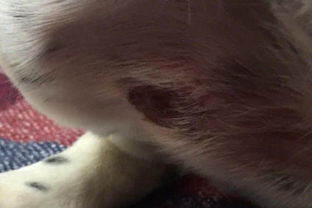 Picture shows a sore on Dash the dog's stomach who was confirmed a victim of Alabama Rot hours before Lola