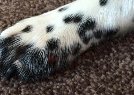 Dash was found to have sores on his paws and stomach