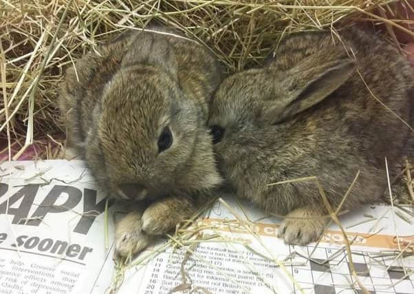 Two catted rabbits from Polegate SUS-160229-085114001
