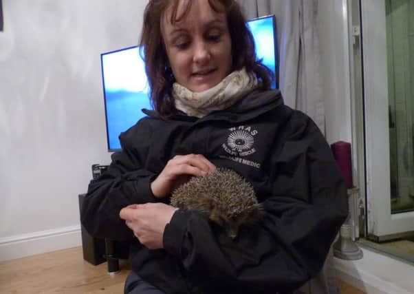 Volunteer Kathy with a hedgehog SUS-160203-122840001