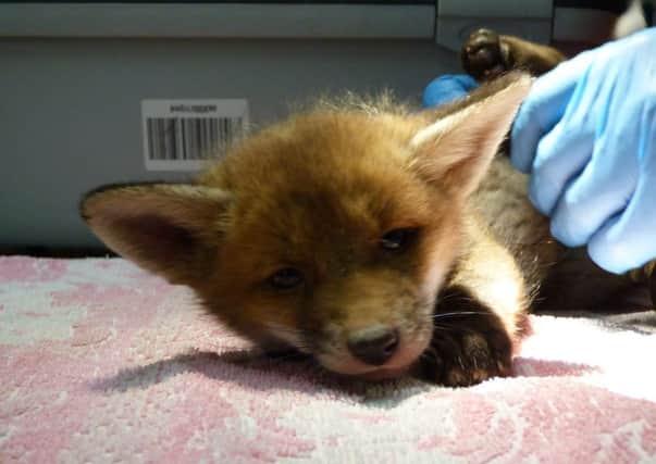 A fox cub rescued by WRAS