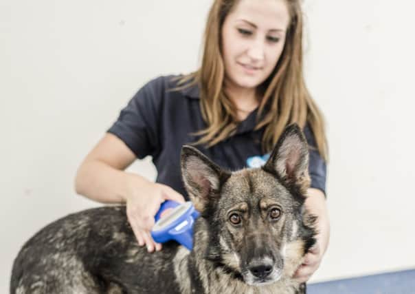 German Shepherd cross Jan being scanned for a microchip by AWA Theresa Lovegrove at Lewknor rehoming centre. SUS-160703-140012001