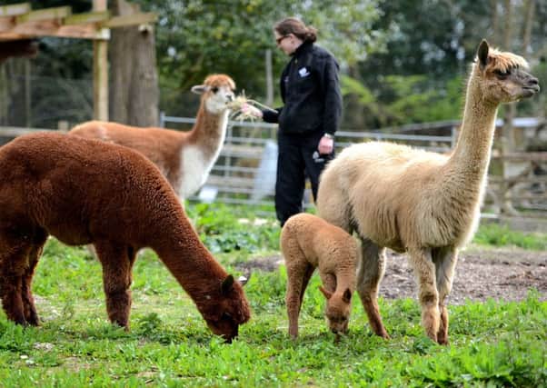 Little Bob the first alpaca born at Tilgate Park Nature Centre with its mother Mossie. Zoo Keeper Nikki Menezes feeds another alpaca. Pic Steve Robards SUS-150205-213024001