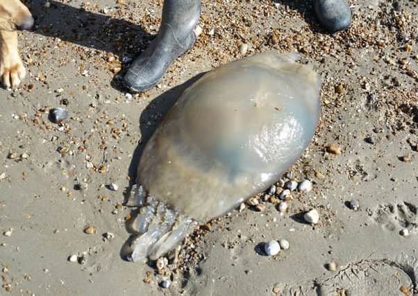 Gary Edwards found a jellyfish on Aldwick beach while out with his daugter Kerri