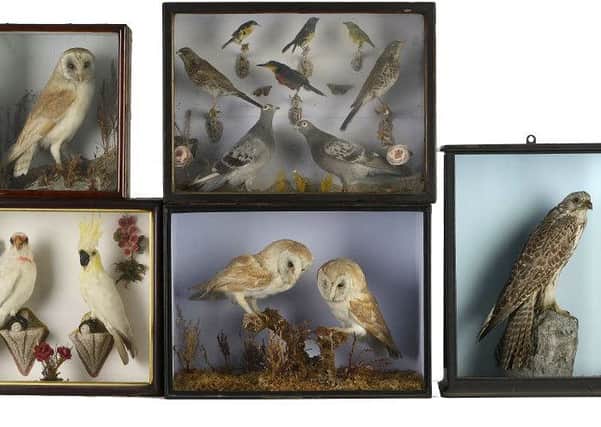 Part of the taxidermy collection which is to be sold at an auction in Billingshurst next month